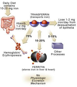 Resim 1.8: Demir metabolizması Günlük diyetle alınan Fe +++ (üç değerli) demirin emilimi, Fe ++ (iki değerli) iyonu Ģeklinde baģlıca duodenum ve jejunumun proksimal kısımlarında olmaktadır.