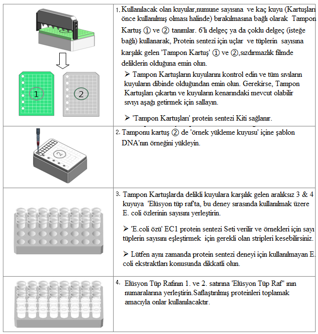 3.Örnek Hazırlama (1) Takım Modu - Kiti; ExiProgen EC1 Protein sentezi Kiti