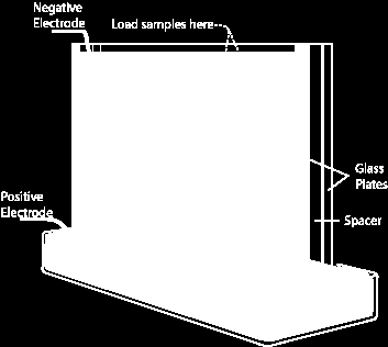 2) Protein Elektroforez PAGE polyacrilamide gel electrophoresis kesiksiz (tek