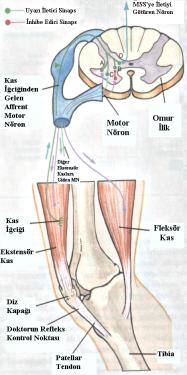 Dikkat Pozisyonu Topuk takoza dayanmamalı Aşil, patellar ve gluteal tendonlar gevşek olmalı. Böylece tendon refleksi oluşmaz ve itiş gücü azalmaz.