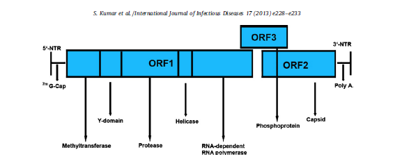 HEV Tek bir proteinden yapılmış kapsid protein ve pozitif sens RNA dan oluşmakta Genom 7,2-7,8 kb boyutlarında olup üç açık okuma bölgesi (ORF) içerir ORF 1, ORF