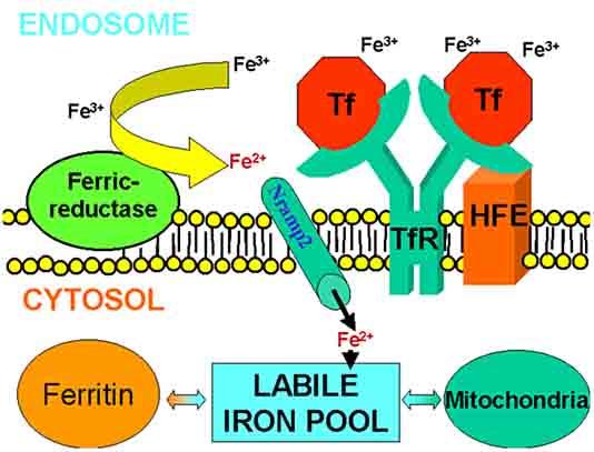 Hücresel Demir Alımı Diyet kaynaklı nonhem Fe +3 ferriredüktaz