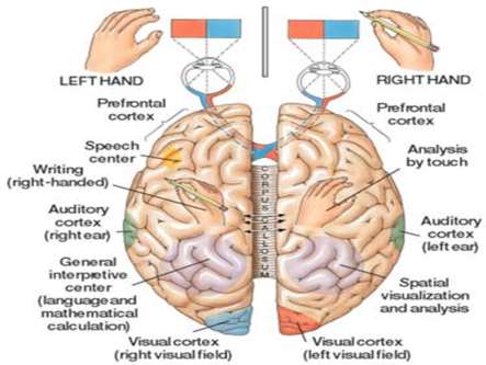 Profesyonel müzisyenlerde Corpus callosum %15 daha kalındır.