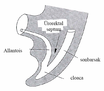 GENEL BİLGİLER Bu bölümde, alt üriner sistem ve pelvik taban embriyolojisi, anatomisi, idrar kaçırmanın fizyopatolojisi, kontinansın mekanizması, inkontinans tipleri, üriner inkontinansın tedavisi ve