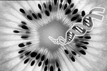 Polymerase Chain Reaction-PCR Prensip: Hedef genetik materyallerin (DNA/RNA*) spesifik