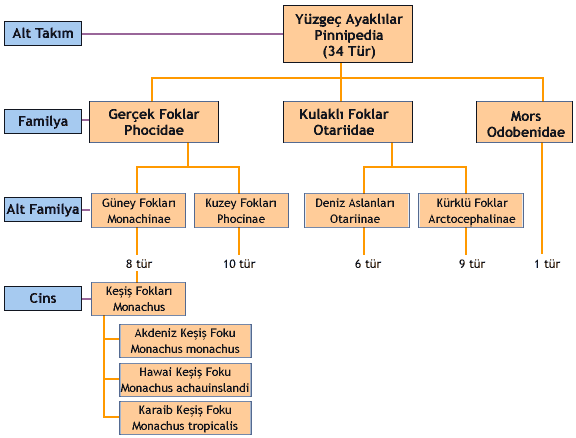 2 GENEL BİLGİLER Denizlerimizde yaşamakta olan yüzgeçayaklılar (Pinnipedia) ordosundan bir memeli türu olan Akdeniz Keşiş Fokları (Monachus monachus L.