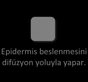 Tartışma Deri ve Ekleri Derinin damarları: Epidermis beslenmesini difüzyon yoluyla yapar. a.