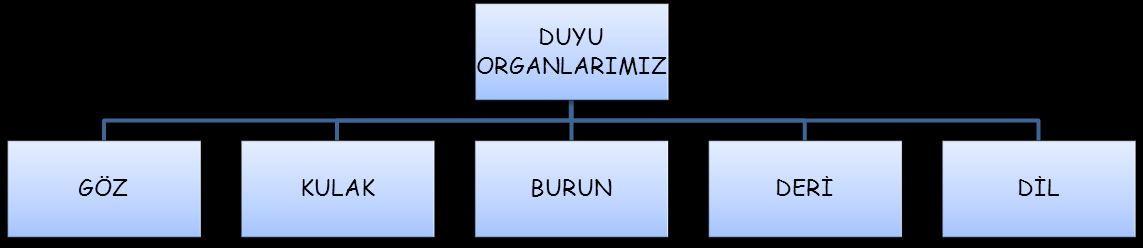 DUYU ORGANLARI GÖZ Göz sert tabaka, damar tabaka ve ağ tabaka (retina) olmak üzere üç bölümden oluşur. a) Sert Tabaka: Gözün dışında bulunan beyaz renkli kısımdır ve gözü dış etkilerden korur.