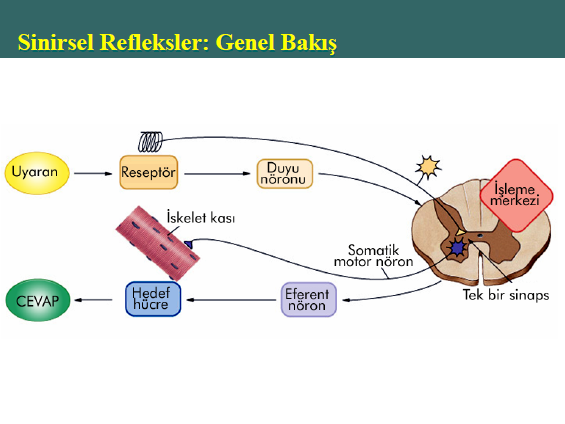 19 REFLEKSLER Duyusal uyaranlara merkezi sinir sisteminin verdiği istemdışı motor yanıtlar refleks olarak adlandırılır.