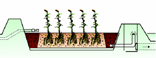 emergent vegetation Bed surface Effluent