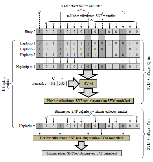 57 Şekil 5.13. Haplotip m ye ait SNP lerin geri kalanının tahmin işlemi SVM tabanlı tahmin yönteminde, H matrisinde bulunan her bir haplotip sırasıyla bir test kümesi olarak düşünülür.