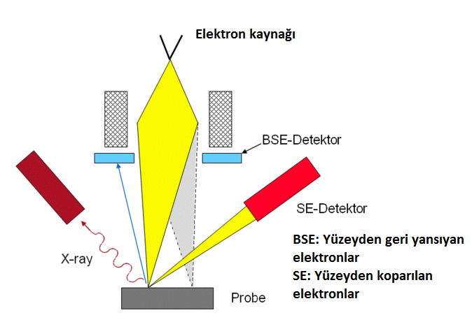 SEM SEM bir elektron mikroskobudur.