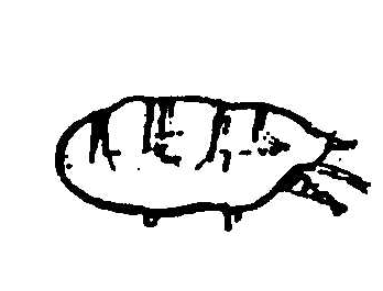 TRACHEA AKARI (TRAKE AKARI) (Acarapis woodi) Etken ergin arıların, genellikle 1. göğüs stigmasının gerisinde yer alan soluk borusu ve bunun çatallarında görülür.