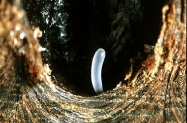 Larva, Birer gün ara ile 4 gömlek değiştirir.