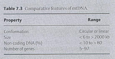 Karşılaştırmalı organel genomiği Mitokondriyal genomların karşılaştırılması mtdna tüm ökaryotlarda aynı temel role sahiptir: mtdna fonksiyonel mitokondrinin oluşumu için gerekli olan sınırlı sayıda