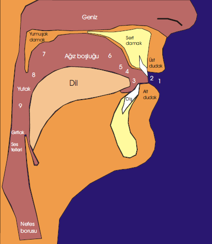 8 ) Küçük dil sesleri (uvular): Dilin gerisi ile küçük dil arası (q) 9 ) Gırtlak sesleri (glottal) : Gırtlak ile nefes borusu arası (h)[23] ġekil 2.1 : İnsanda ses üretme organları 2.
