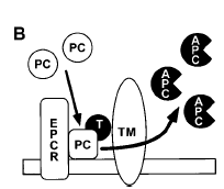 EPCR, invitro ortamda T-TM kompleksinin PC ye olan afinitesini arttırmak suretiyle PC nin aktivasyonunu 5-7 kat arttırır (55,56,89,91,94,96) (Şekil-8) Şekil-8: Protein C aktivasyon modelleri.