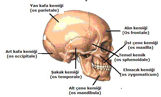 Os sphenoidale (os sfenoidale): Temel ya da taban kemik. Kafanın orta-taban bölümünde bulunur (Resim 1.3). Mandibula / mandible (os mandibula / mandible): Alt çene kemiği (Resim 1.3). Maxilla (maksilla): Üst çene kemiği (Resim 1.