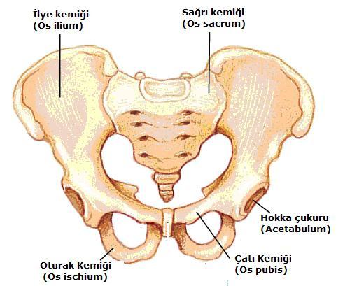 Resim 1.6: Alt ekstremite kemikleri Dactylus /digitus (daktilus /dijitus): El veya ayak parmağı. Kalça Kemiklerine ĠliĢkin Terimler Os coxae /coxa (os koksa / koksa): Kalça kemiği (Resim 1.7).