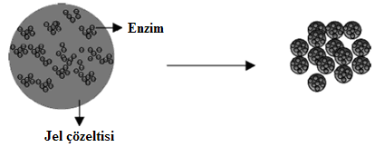 28 ġekil 1.22. Biyokatalizörlerin hapsedilmesi Hapsetme tekniği enzim immobilizasyon metotları arasındaki en basit metotlardan biridir.