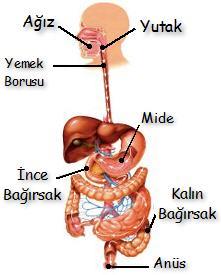 Yenilenlerin enerjiye dönüştürlesi sindirim sistemi vasısatıyladır. Şekil 1.10. Sindirim sistemi Ağızda çiğneme, sindirimin en önemli aşamalarından biridir.