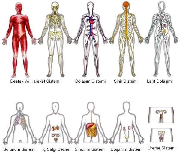GİRİŞ İnsan vücudunda farklı mekanizmalar ve sistemler bulunur İnsan vücudunun anatomik ve fizyolojik yapısı çeşitli sistemlerden oluşmuştur.