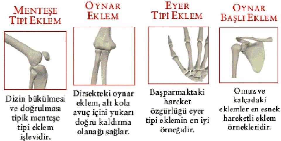 Şekil 1.4. Kemikler Şekil ve büyüklüğüne göre dört ayrı kemik bulunur. Kemiklerin enine kesilmesi durumunda farklı yapı ve özelliklerdeki kısımlardan oluştuğu görülür.