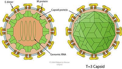 edilen zarf ile çevrili E proteini hücre yüzeyindeki viral reseptörün tanınması hümoral