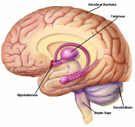 2.2 Beyin Terminolojisi ve Anatomisi 2.2.1 Giriş Hayvanlarda beyin, MSS nin kontrol merkezi konumunda olup, insan vücudunun da en önemli organıdır (Şekil 2.4).
