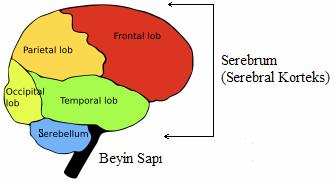 2.2.2 Beyin anatomisi Kafatası boşluğunun yukarı kısmında bulunan beyin, sinir merkezlerinin en büyüğüdür (Şekil 2.4). İnsanda beyin, tüm sinir merkezlerinin yarısını oluşturur.