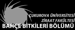 Bu doğrultuda bölümümüz, Antalya dan başlayarak Şanlıurfa ve Diyarbakır a kadar uzanan bir sahada, sulanan ve sulanmayan bütün yerlere, hem yayla hem de ova kesimindeki bağcılık çalışmalarına katkıda