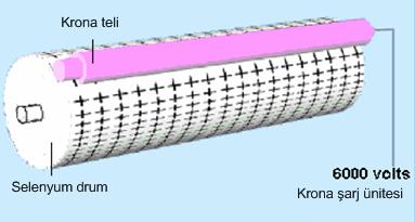 ġekil 1.2: Drumın Ģarj edilmesi NOT: Bazı modellerde inorganik photoconductor (fotoiletken) drum olarak photosensitive (ışığa duyarlı) selenyum kullanılmaktadır.