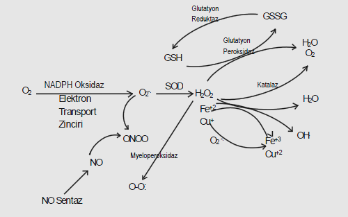35 2.7. Antioksidan Sistem Hücreler metabolik süreçlerin bir parçası olarak, sürekli serbest radikaller ve reaktif oksijen türleri meydana getirirler.