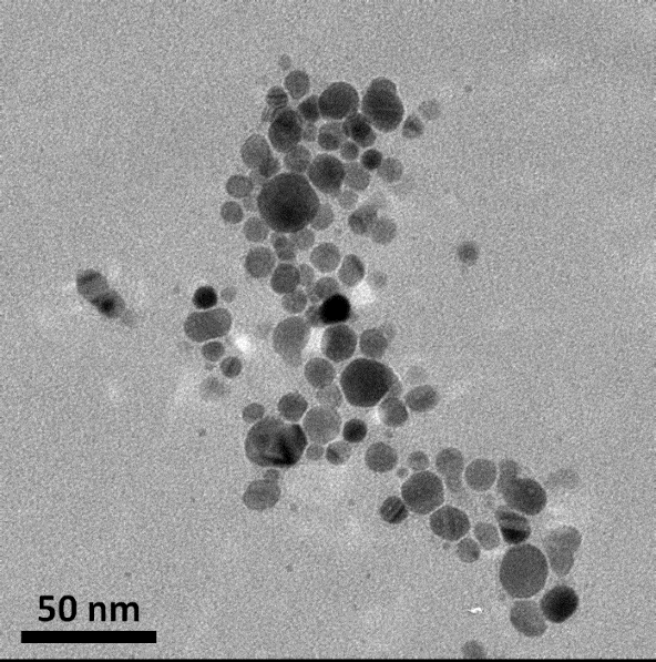 Absorbance 1 0,8 Glu-AgNPs 0,6 0,4 0,2 0 300 400 500 600 700 Wavelength (nm) Figür 1. Glukoz kullanılarak elde edilmiş AgNPs nin UV-Vis spektrası.