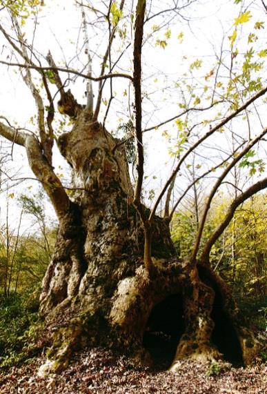 Alt tabakada yabani fındık, ateş dikeni, süpürge çalısı, karayemiş bulunmaktadır. Fauna olarak kanatlılardan Florya, iskete, kanarya, karatavuk, arıkuşu, ibibik bulunmaktadır.