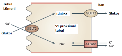 Duran ve Kutlu Selçuk Tıp Derg 2014;30(Ek Sayı-1): 8-14 Şekil 1. Diyebeti olmayan sağlıklı bireylerde böbrekten glukoz yeniden tutulumu.
