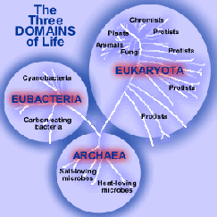6 Alem (Carl Woese, 1977) Archebakteriler EUbakteriler 3 Domain (Carl Woese, 1990) Evrim ve moleküler genetiğe dayalı sınıflandırma sistemi (Cladistics/Phylogeny) 1990 da, Carl Woese, önceki