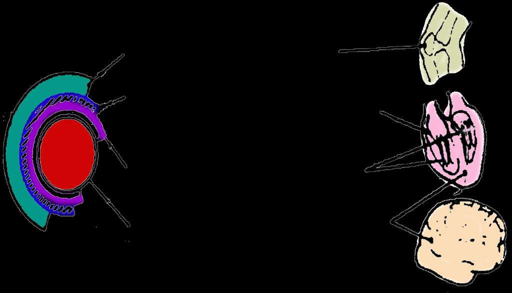 Kapsül Hyaluranik asit Eklem Hücre Duvarı M-Protein, M-bağlı protein Myokardiyum Karbohidrat grubu N-asetil glukozamin Rhamnose Valvuler Doku Protoplast Membran Proteni, Lipid, Glukoz Myokardiyal