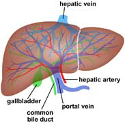Venler V. porta hepatis, arterlerin arkas%nda porta hepatise giren ramus dexter ve ramus sinister olarak uç dallar%na ayr%l%r. Vv. hepaticea (üç veya daha fazla) karaci!