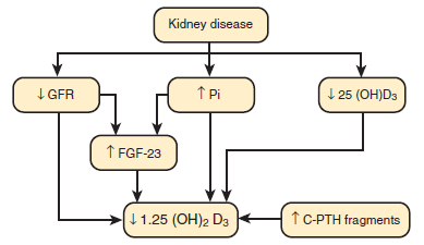 Vitamin D Metabolizmasındaki değişiklikler KBH da