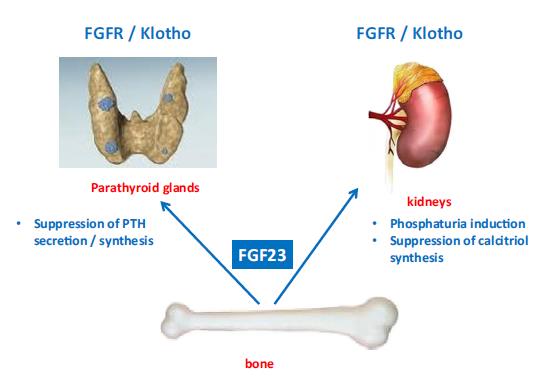 FGF23 KBH da FGFR ve Klotho da azalma olur (FGF Direnci) Paratiroid bezinde, klotho/fgfr compleksi özellikle