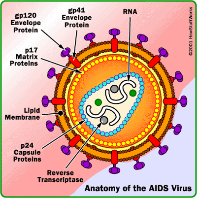 HIV virion; Santral RNA Reverse transkriptaz Core protein Lipid çift katmanlı