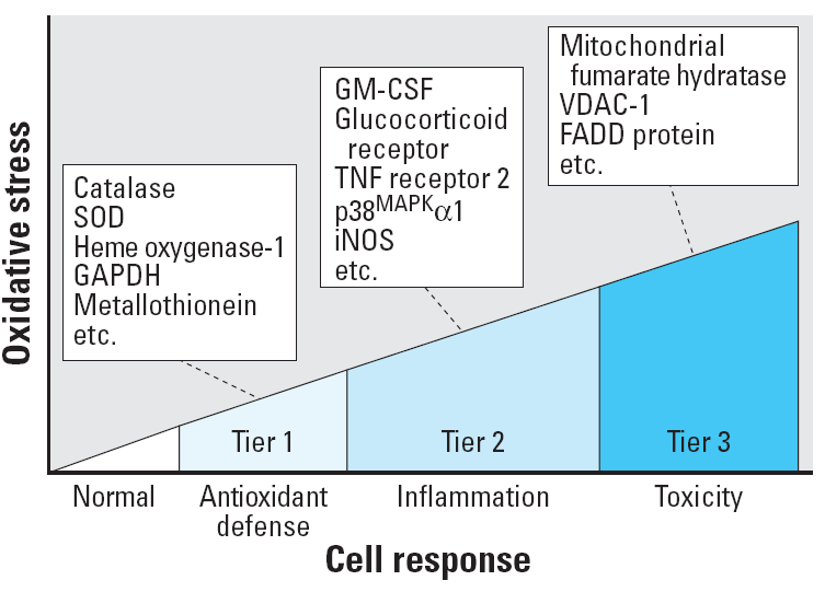 Oksidatif Stres Proteinlerinin Proteom Analizi DNA methylation histone modifications, gene