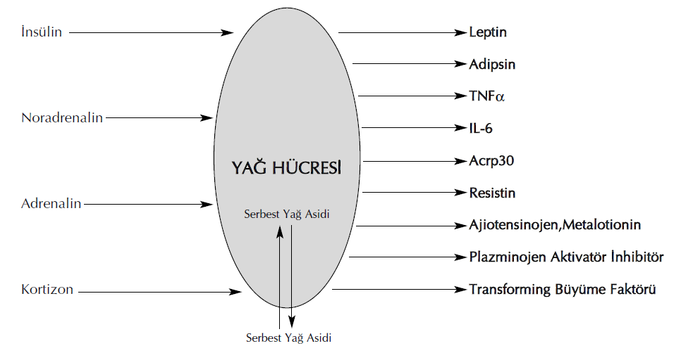 ġekil 2. Yağ hücresine etki eden bazı hormonlar ve yağ hücresinden salgılanan maddeler Leptin Resistin TNF-β Adiponektin Adipsin IL-6 PAI-I TGF-β Anjiotensinojen ASP IGF-I MIF PGI2 ve PGF2α Tablo 7.