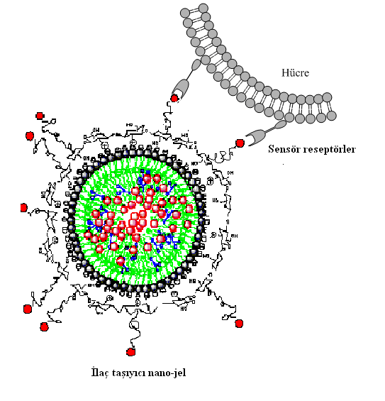 Ar-Ge Çalışmaları Hedefe yönelik protein ilaçlar Kanser hücrelerine aktif taşıma ile