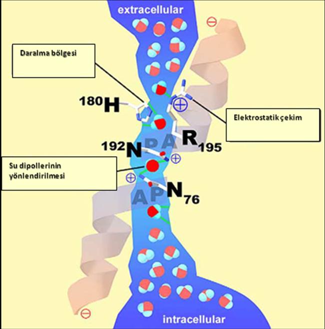 Suya karşı geçirgen olduğu kabul edilen hücre zarının kapasitesi birçok hücrenin ihtiyacını karşılamak için yetersizdir. Zarlarda bulunan protein kanallar zarın su geçirgenliğini belirlemektedir.