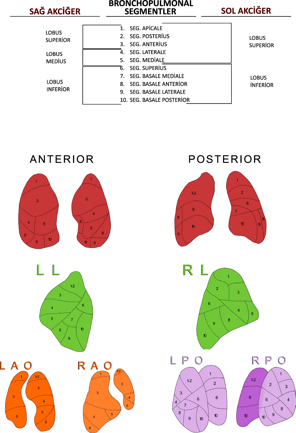 Ventilasyon-Perfüzyon Sintigrafisinin Ventilasyon-Perfüzyon Anatomofizyolojik Sintigrafisinin Prensipleri Anatomofizyolojik ve Görüntüleme Ajanları Prensipleri ve Görüntüleme Ajanları ğerini