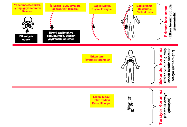 Çağdaş İş Sağlığı ve Güvenliği Uygulama İlkeleri Ancak primer korunma da kendi içinde basamaklandırılabilir.