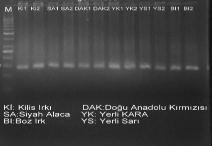 Bulgular ve Tartışma Bulgular Nt821(del11) polimorfik bölgeye ait Bulgular Beş yerli ve bir kültür sığır ırklarına ait 136 genomik DNA nın myostatin (GDF-8) geni ekzon III bölgesi içinde nt821(del11)