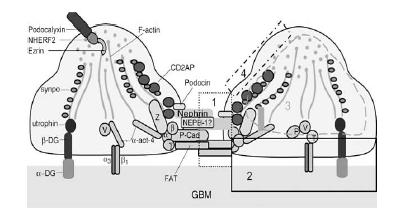 Podositin Moleküler yapısına göre 3 domain bölge JUNCTIONAL APĠKAL BAZAL Ayaksı